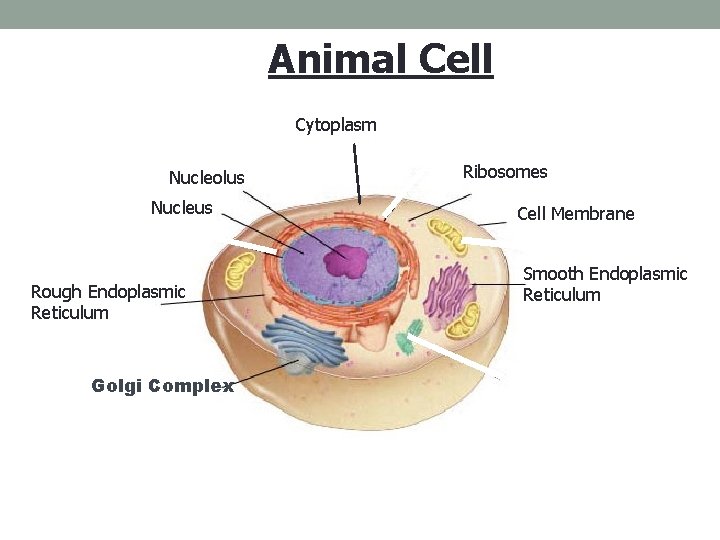 Figure 7 -5 Plant and Animal Cells Animal Cell Section 7 -2 Cytoplasm Nucleolus