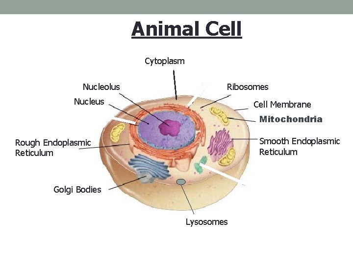 Figure 7 -5 Plant and Animal Cells Animal Cell Section 7 -2 Cytoplasm Nucleolus