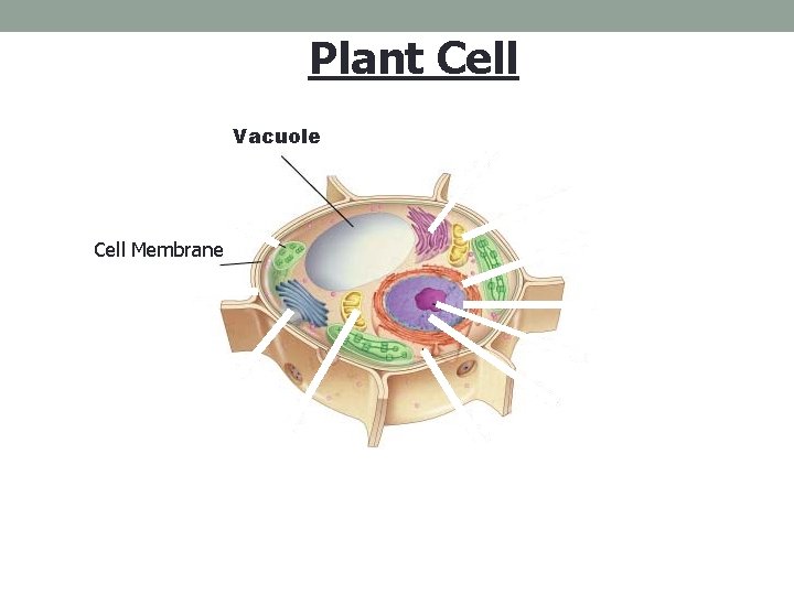 Figure 7 -5 Plant and Animal Cells Section 7 -2 Plant Cell Vacuole Cell