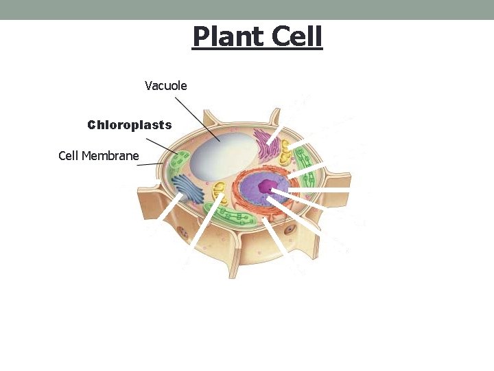 Figure 7 -5 Plant and Animal Cells Plant Cell Section 7 -2 Vacuole Chloroplasts