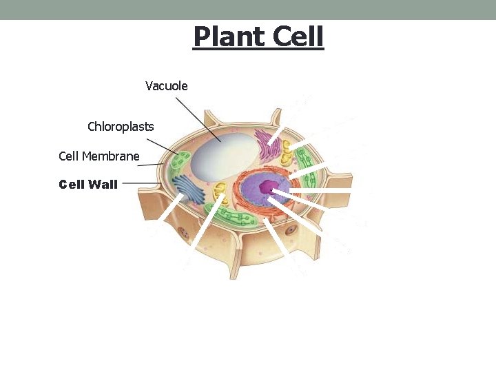 Figure 7 -5 Plant and Animal Cells Plant Cell Section 7 -2 Vacuole Chloroplasts