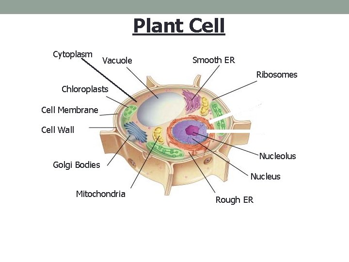 Plant Cell Cytoplasm Vacuole Smooth ER Ribosomes Chloroplasts Cell Membrane Cell Wall Nucleolus Golgi