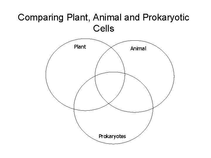 Comparing Plant, Animal and Prokaryotic Cells Plant Animal Prokaryotes 