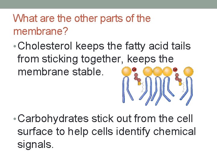 What are the other parts of the membrane? • Cholesterol keeps the fatty acid