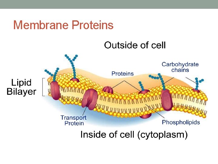 Membrane Proteins 
