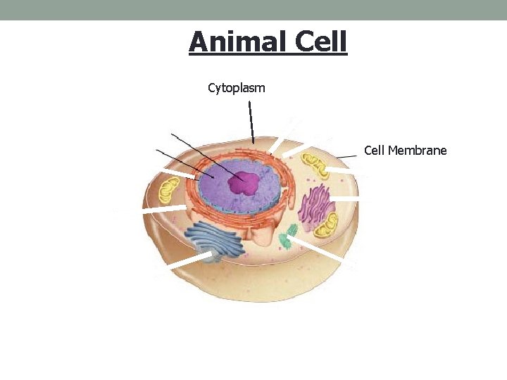 Figure 7 -5 Plant and Animal Cells Section 7 -2 Animal Cell Cytoplasm Cell