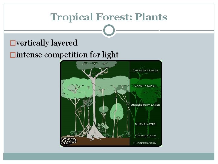 Tropical Forest: Plants �vertically layered �intense competition for light 