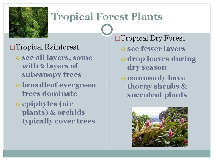 Tropical Forest Plants �Tropical Dry Forest �Tropical Rainforest see all layers, some with 2