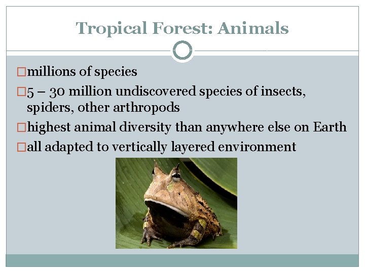 Tropical Forest: Animals �millions of species � 5 – 30 million undiscovered species of