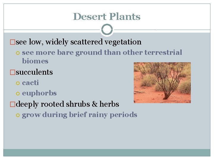 Desert Plants �see low, widely scattered vegetation see more bare ground than other terrestrial