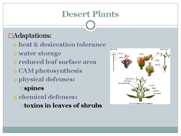 Desert Plants �Adaptations: heat & desiccation tolerance water storage reduced leaf surface area CAM