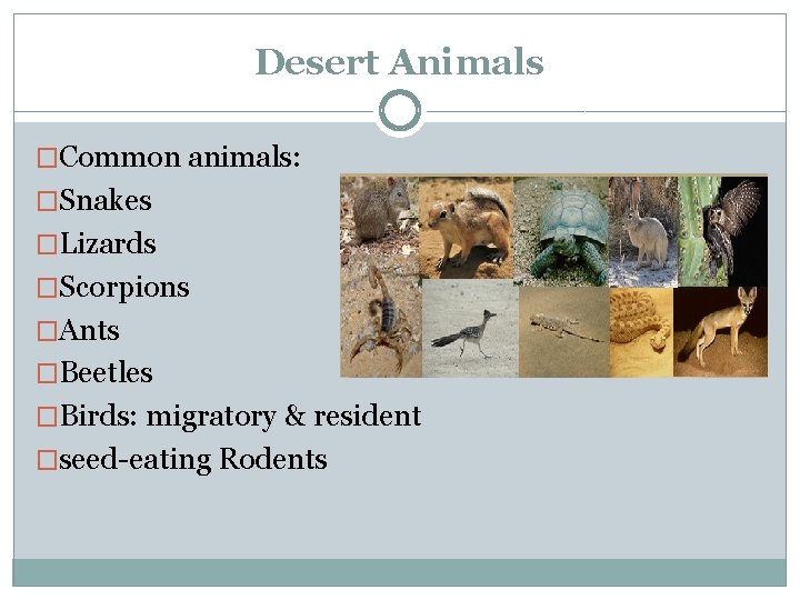 Desert Animals �Common animals: �Snakes �Lizards �Scorpions �Ants �Beetles �Birds: migratory & resident �seed-eating