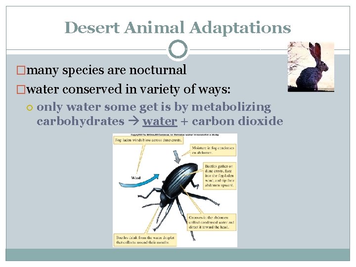 Desert Animal Adaptations �many species are nocturnal �water conserved in variety of ways: only
