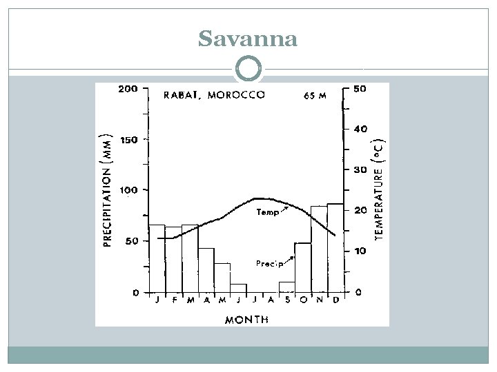 Savanna 