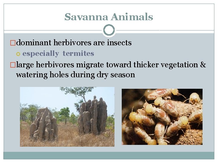 Savanna Animals �dominant herbivores are insects especially termites �large herbivores migrate toward thicker vegetation