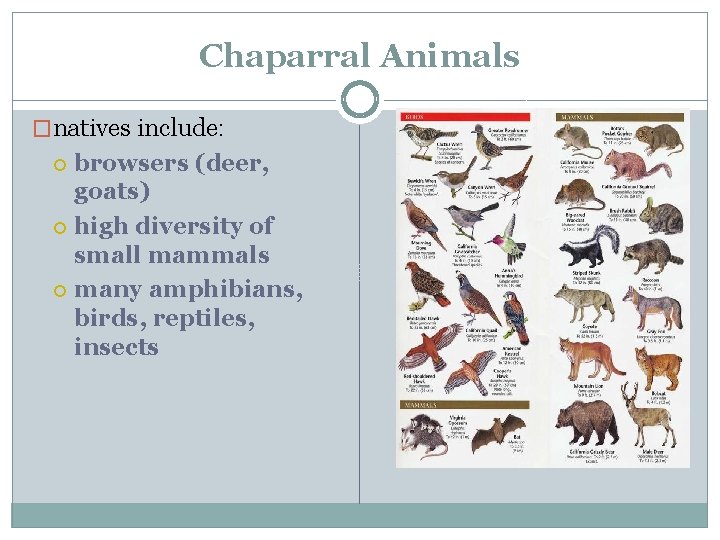 Chaparral Animals �natives include: browsers (deer, goats) high diversity of small mammals many amphibians,