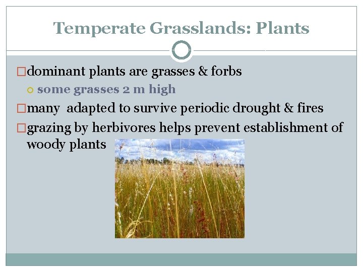 Temperate Grasslands: Plants �dominant plants are grasses & forbs some grasses 2 m high