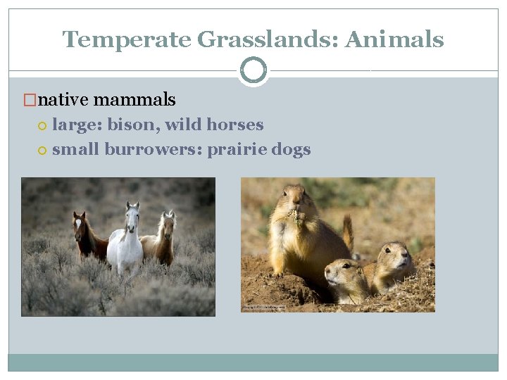 Temperate Grasslands: Animals �native mammals large: bison, wild horses small burrowers: prairie dogs 