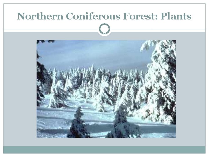 Northern Coniferous Forest: Plants 