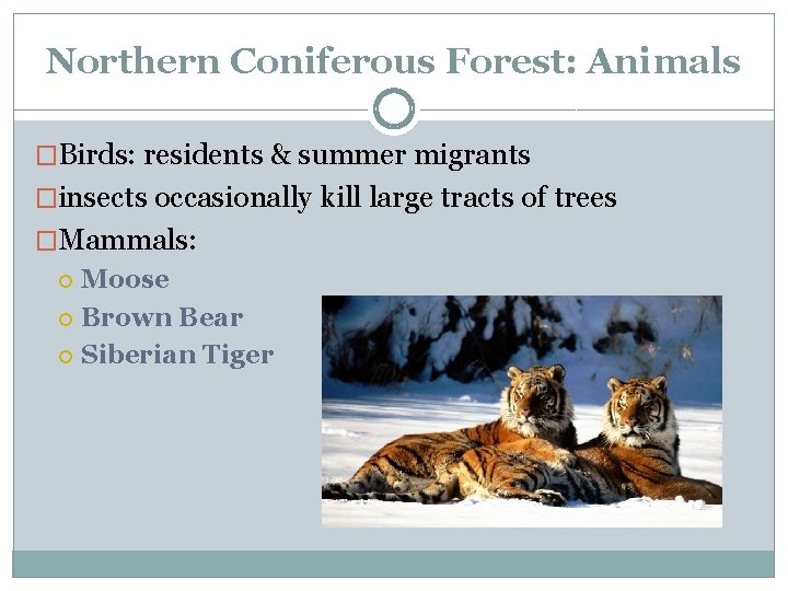 Northern Coniferous Forest: Animals �Birds: residents & summer migrants �insects occasionally kill large tracts