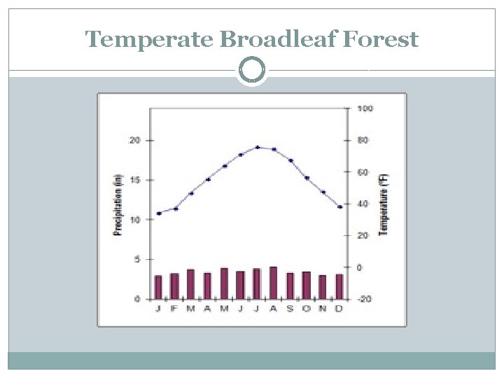 Temperate Broadleaf Forest 