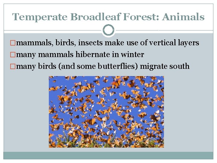 Temperate Broadleaf Forest: Animals �mammals, birds, insects make use of vertical layers �many mammals