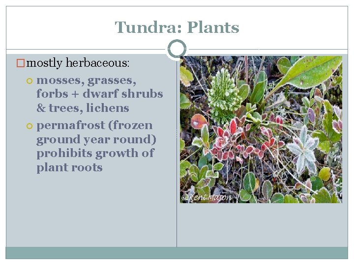 Tundra: Plants �mostly herbaceous: mosses, grasses, forbs + dwarf shrubs & trees, lichens permafrost