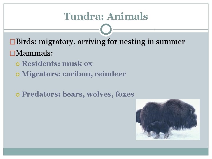 Tundra: Animals �Birds: migratory, arriving for nesting in summer �Mammals: Residents: musk ox Migrators: