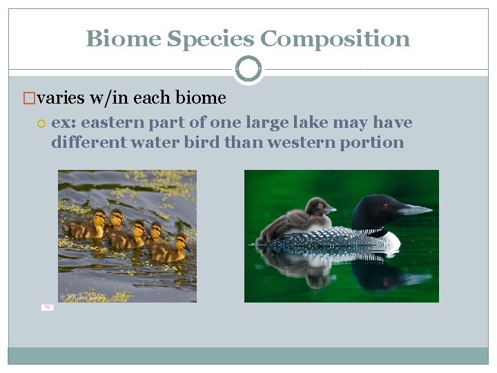 Biome Species Composition �varies w/in each biome ex: eastern part of one large lake