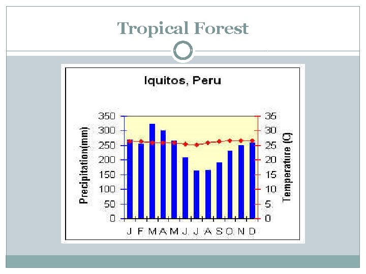 Tropical Forest 
