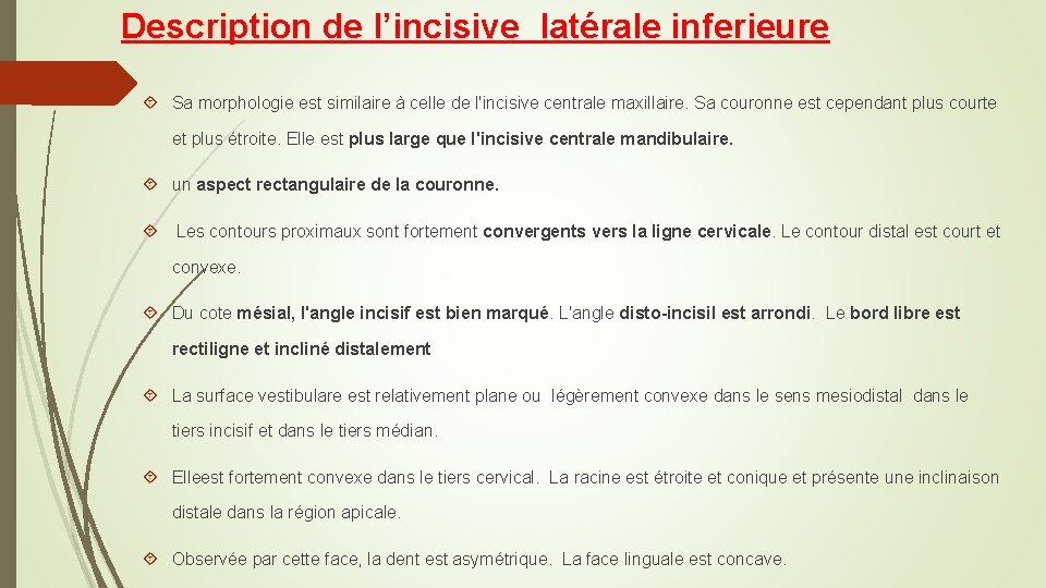 Description de l’incisive latérale inferieure Sa morphologie est similaire à celle de l'incisive centrale