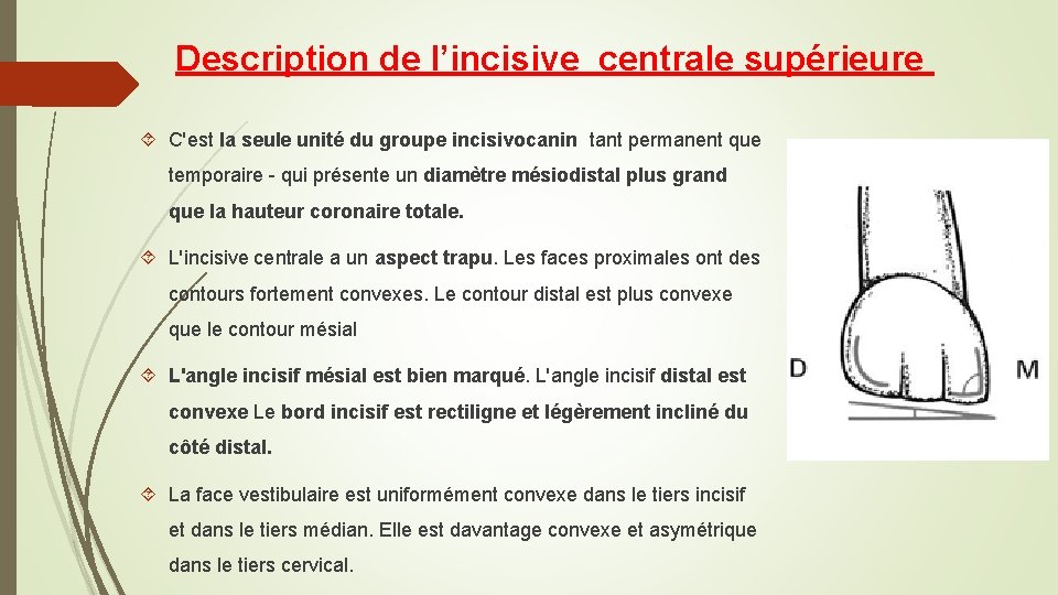 Description de l’incisive centrale supérieure C'est la seule unité du groupe incisivocanin tant permanent