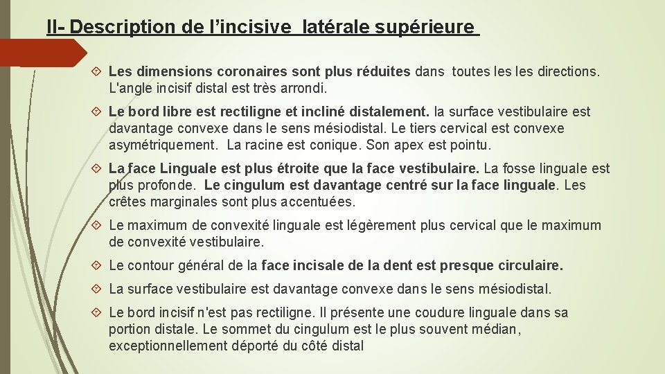 II- Description de l’incisive latérale supérieure Les dimensions coronaires sont plus réduites dans toutes