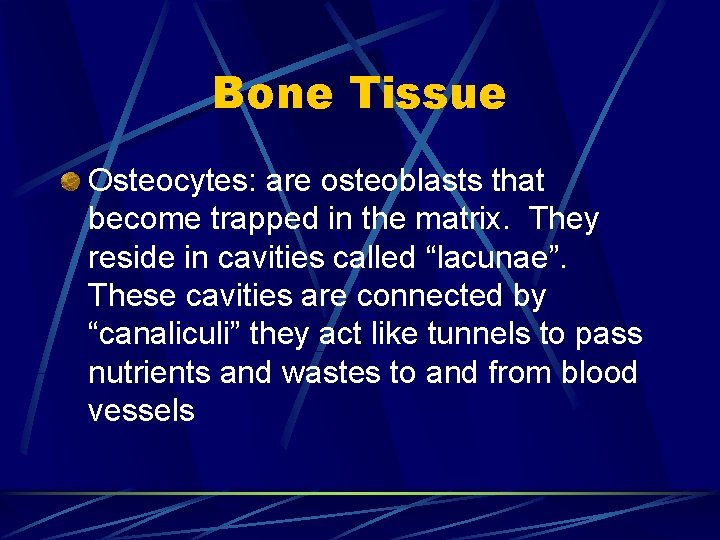 Bone Tissue Osteogenic cells They differentiate into osteoblasts