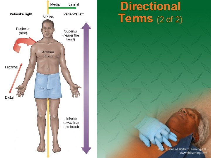 Directional Terms (2 of 2) 