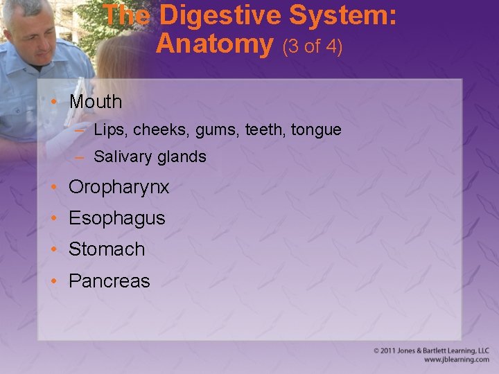 The Digestive System: Anatomy (3 of 4) • Mouth – Lips, cheeks, gums, teeth,