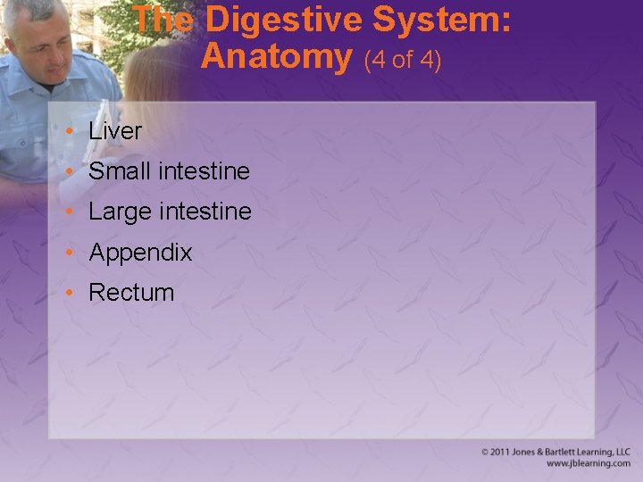 The Digestive System: Anatomy (4 of 4) • Liver • Small intestine • Large