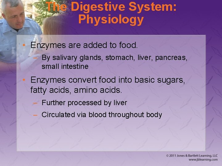 The Digestive System: Physiology • Enzymes are added to food. – By salivary glands,