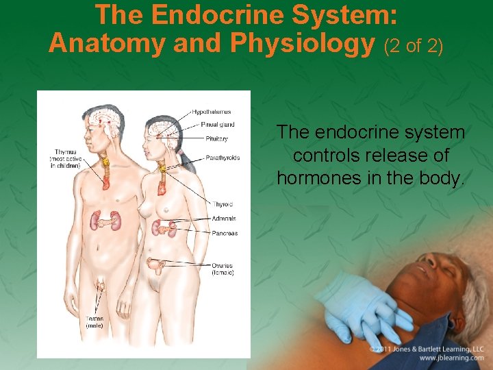 The Endocrine System: Anatomy and Physiology (2 of 2) The endocrine system controls release