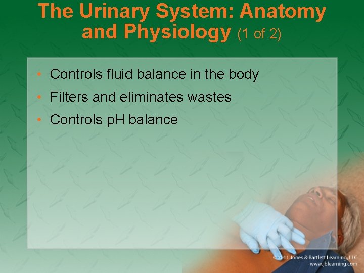 The Urinary System: Anatomy and Physiology (1 of 2) • Controls fluid balance in