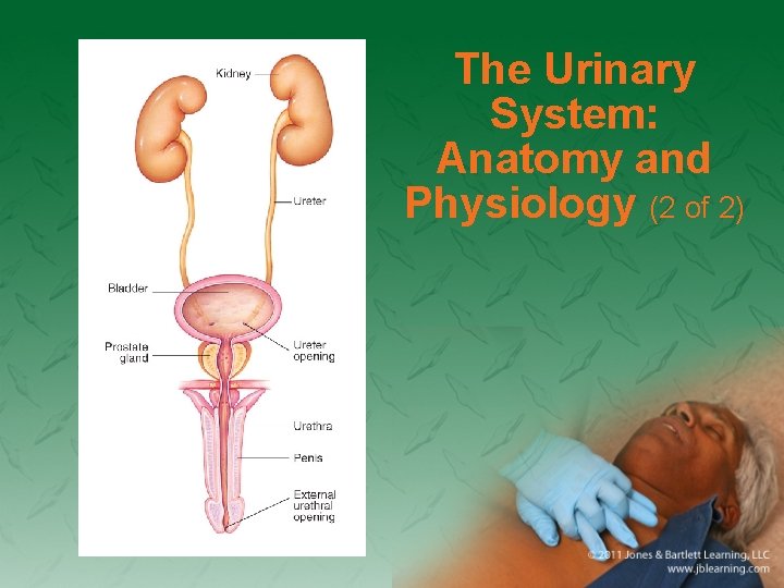 The Urinary System: Anatomy and Physiology (2 of 2) 