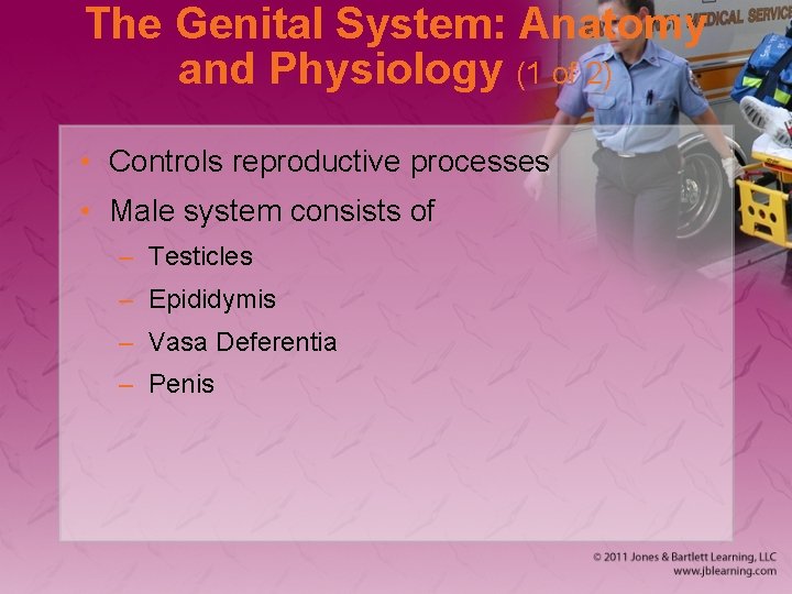 The Genital System: Anatomy and Physiology (1 of 2) • Controls reproductive processes •