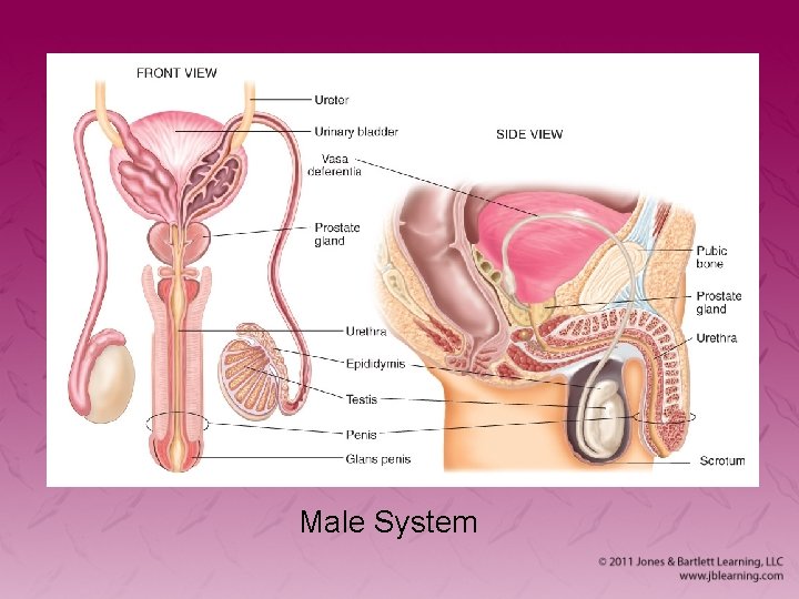Male System 