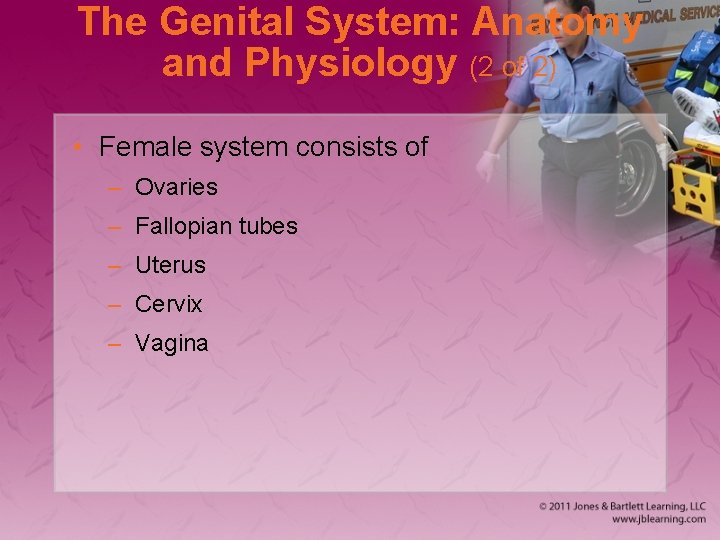 The Genital System: Anatomy and Physiology (2 of 2) • Female system consists of