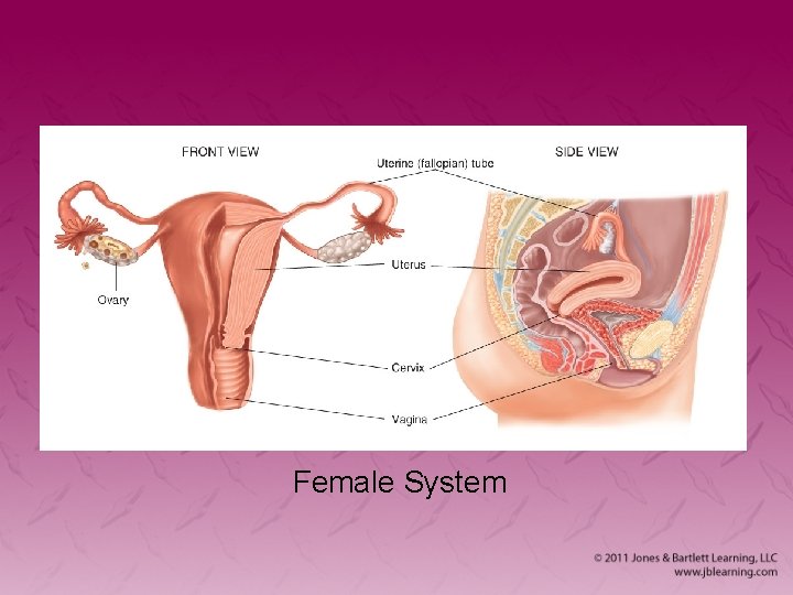 Female System 