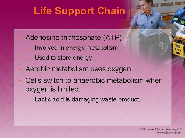 Life Support Chain (2 of 3) • Adenosine triphosphate (ATP) – Involved in energy
