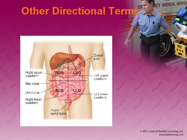 Other Directional Terms (2 of 2) 