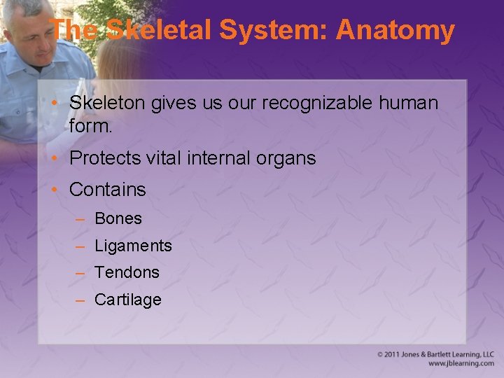 The Skeletal System: Anatomy • Skeleton gives us our recognizable human form. • Protects