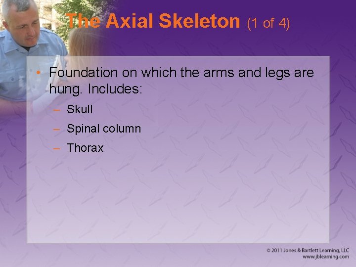 The Axial Skeleton (1 of 4) • Foundation on which the arms and legs