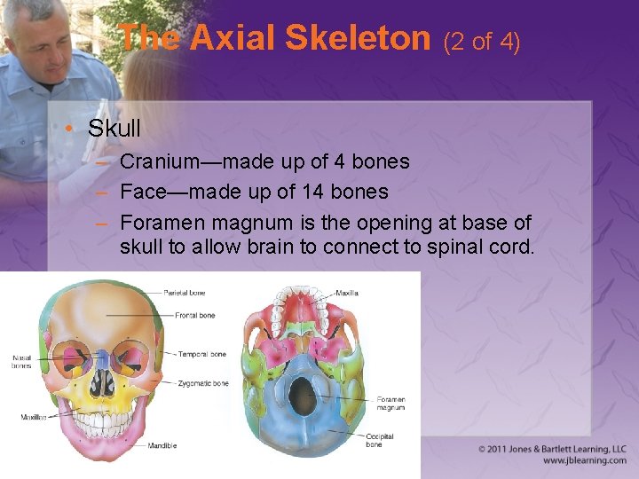 The Axial Skeleton (2 of 4) • Skull – Cranium—made up of 4 bones